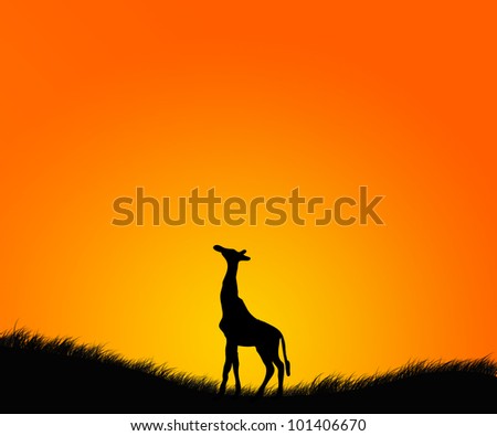 giraffe in the  morning field