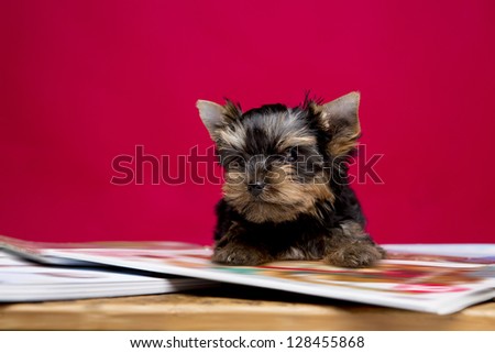 terrier with magazines