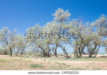 Scorched steppe landscape with trees