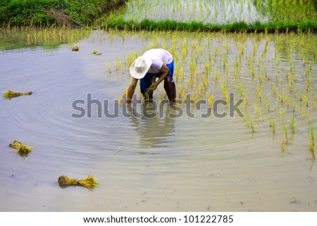 Farmer was transplanting on his land,old process of rice cultivation of Thailand\'s farmer
