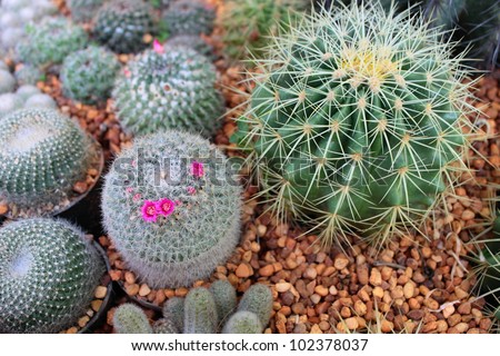 Ball cactus or watermelon cactus in dried farm,the experiment for seek water in dried area