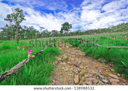 Trail for walking and learning in pink tropical,Thailand