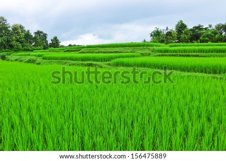 Young rice field on beginning rainy season on cloudy day