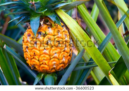 A ripe pineapple, on its parent plant