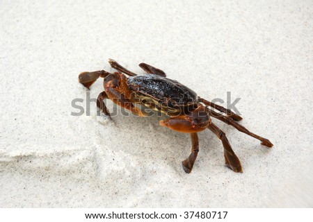 Close up of a brown crab on the white sand. Shallow depth of field.