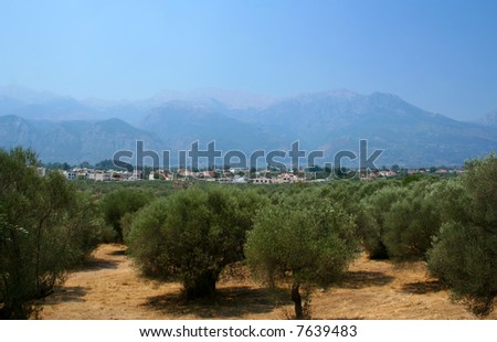 Olives orchard in Sparta, Greece