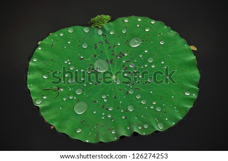 Water-drop on lotus leaf