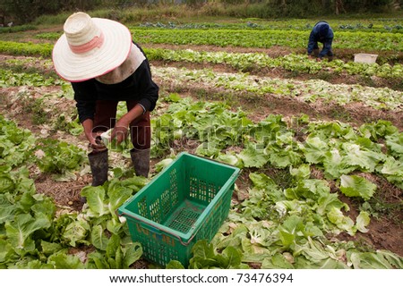Farmer harvest product in vegetable garden, Thailand