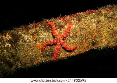 A red sea star on a shipwreck in the Sea of Cortez near La Paz Mexico