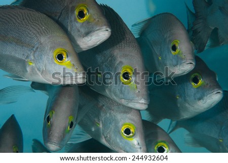 A group of curious fish with beautiful yellow eyes.