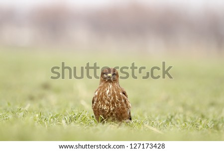 Common Buzzard stand alone on green grass