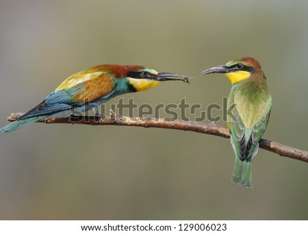 Adult bee eater feeding young bee eater