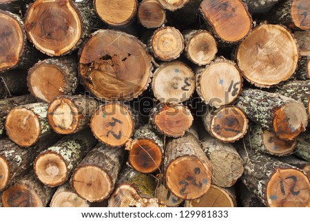 Raw wood material