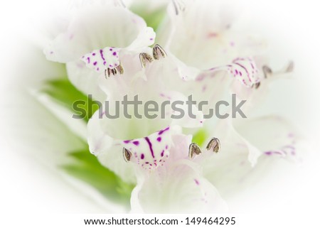 Closeup of white flower on white background