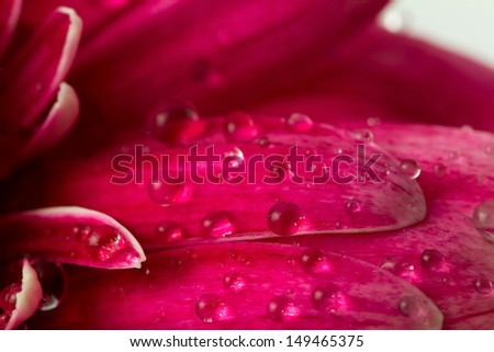 Closeup of drops on gerbera petal