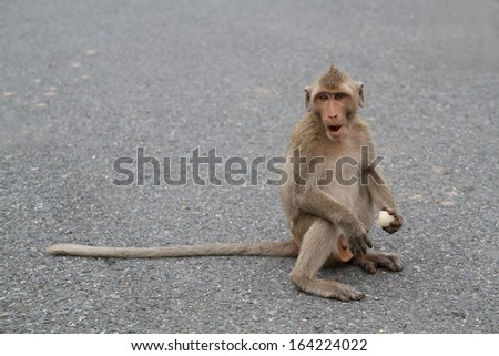 Monkey eat fruit