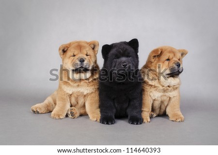 Three little Chow chow  puppies portrait at grey background