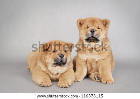 Two  little Chow chow  puppies portrait