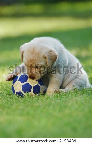 pictures of puppies playing. stock photo : Labrador retriever puppy playing football (soccer)