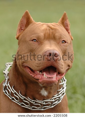 Pitbull red nose dog portrait