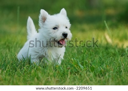 stock photo Puppy West highland white terrier