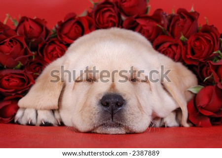 stock photo : Labrador puppy with roses