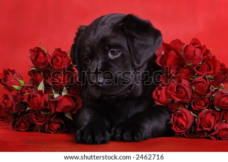 stock photo : puppy and roses