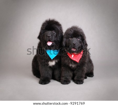 Newfoundland Puppies on Newfoundland Puppies Stock Photo 9291769   Shutterstock