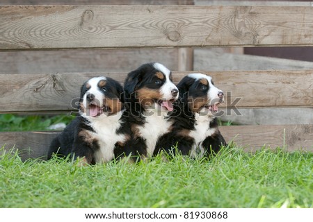Three Bernese Mountain Dog puppies portrait in garden
