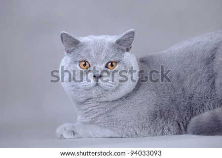 Grey British Shorthair