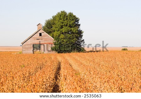 An abandoned barn in a soybean field during harvest time - landscape format