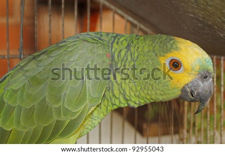 Brazilian green and yellow parrot in close picture
