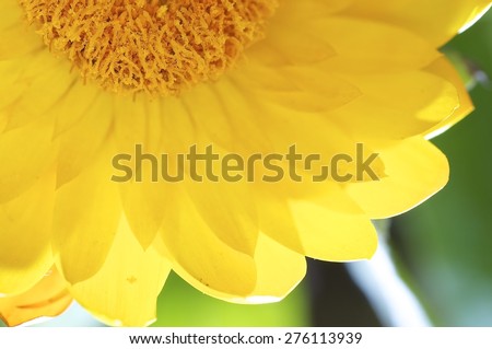flower, extraordinary flowers, yellow beauty, paper flower, fodder flower, straw flower,