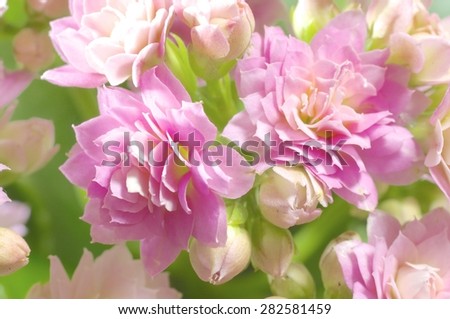 flower, wedding bouquet, posy, bride bouquet,violet,\
gardening,\
macro,\
season,\
pink,\
flora,\
object,\
purple,\
decorative,\
garden,\
bouquet,\
colorful,\
plant,\
beauty,\
home,\
house,\
beautiful,\
background,