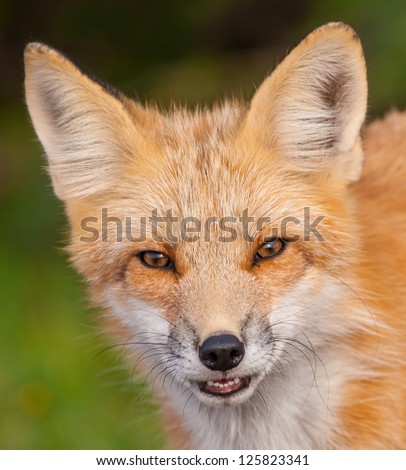 Red Fox face shot - close up