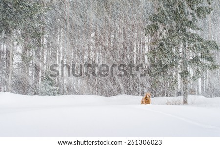 Golden retriever in blizzard like conditions.