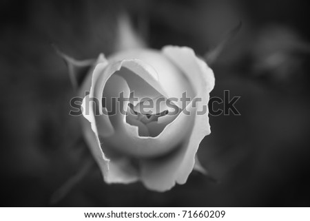 black and white photography roses. stock photo : Single white