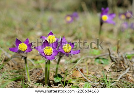 Spring flowers, dream grass, the first flowers
