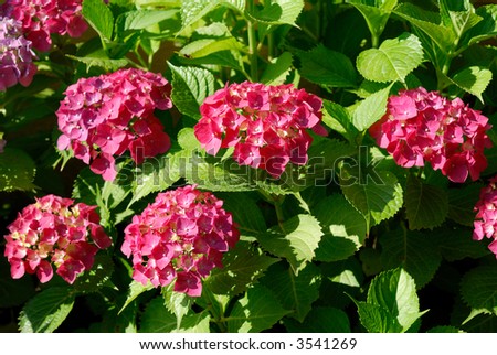 Wonderful shrub of Hydrangea macrophylla, ornamental plant from Japan. Its rich foliage and large size make it a wonderful background for white or light colored flowers.