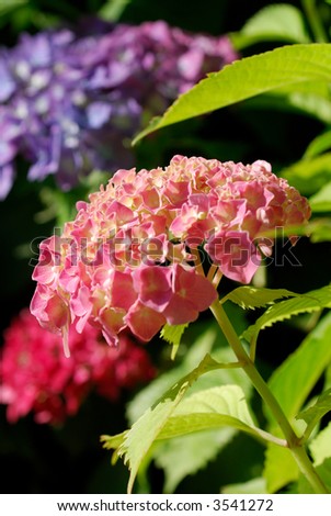 Close up shrub of Hydrangea macrophylla, ornamental plant from Japan. Its rich foliage and large size make it a wonderful background for white or light colored flowers.