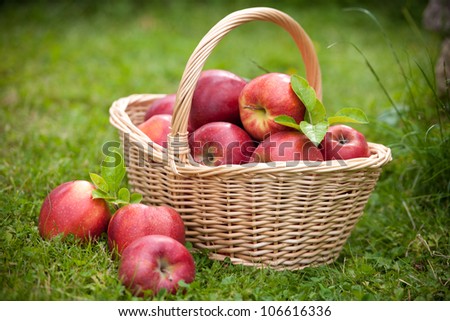 Fresh ripe apples in basket on the meadow