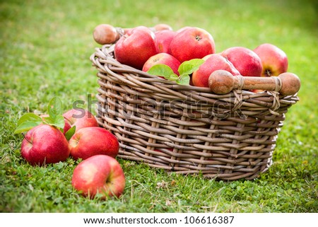 Fresh ripe apples in basket on the meadow