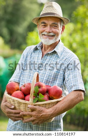 Gardener holds a basket of ripe apples