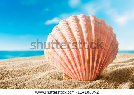 Beautiful Scallops Shell On The Sandy Beach 商