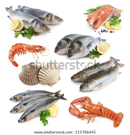 Fish Collection Isolated On The White Background