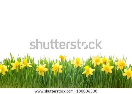 spring narcissus flowers in green grass isolated on white background spring narcissus flowers in green grass isolated on white background