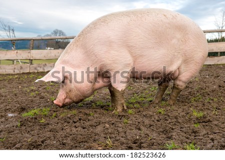 Side view of a big pig on a farm