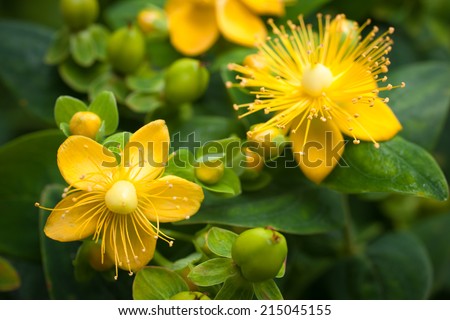St. John\'s Wort flowering plant in the background of green leaves