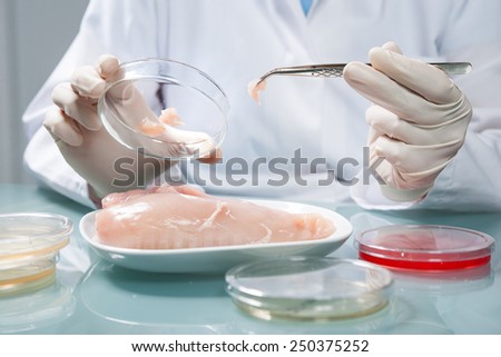Food quality control expert inspecting at poultry specimen in the laboratory