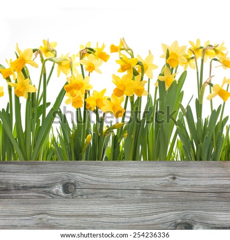 spring daffodils flowers isolated on white